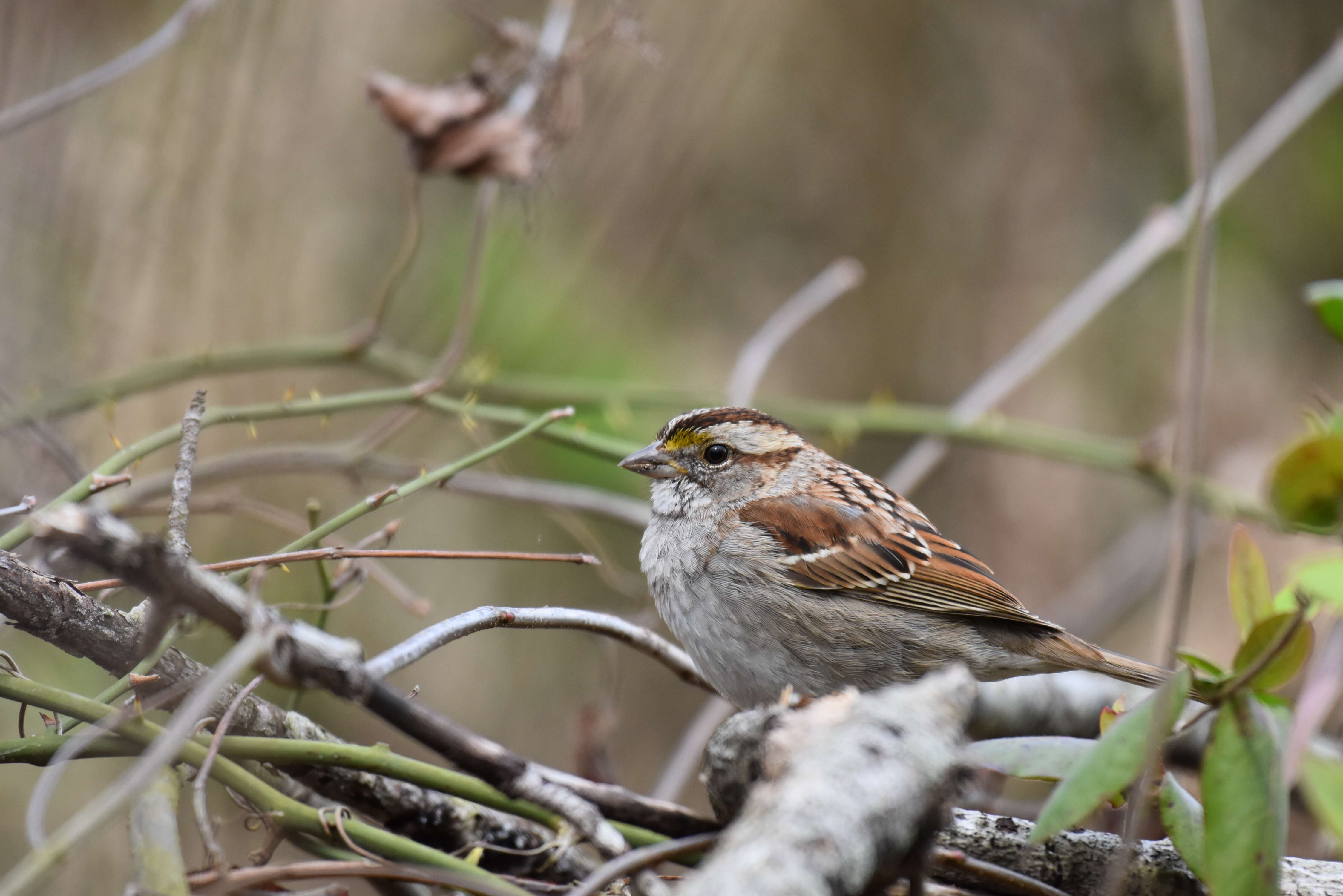 Image of White-throated Sparrow