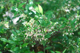 Image of Blue Ridge blueberry