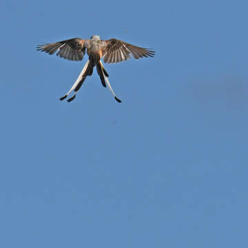 Image of Scissor-tailed Flycatcher