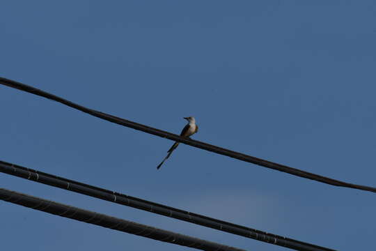 Image of Scissor-tailed Flycatcher