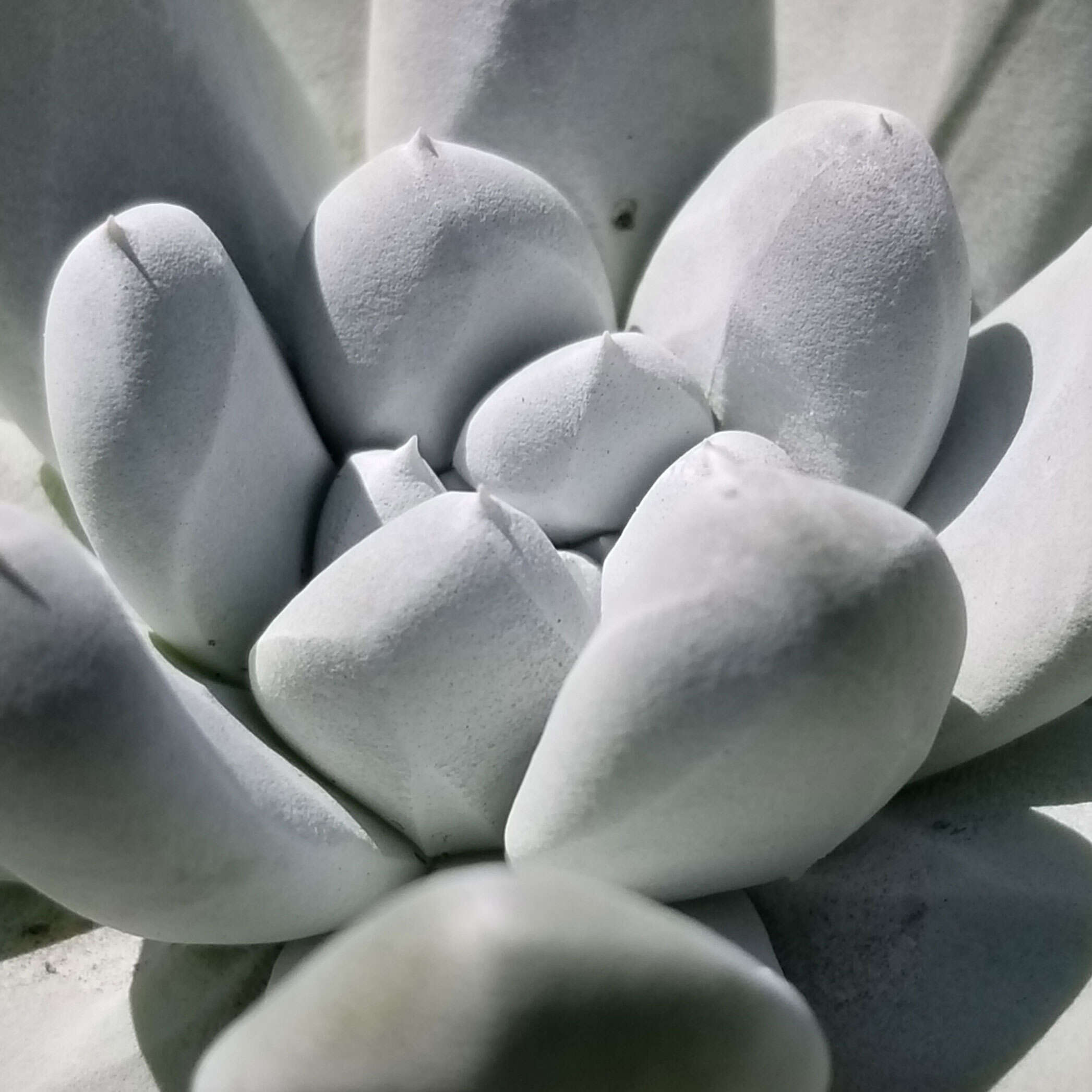 Imagem de Dudleya pachyphytum R. Moran & M. Benedict