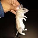 Image of Sonoran woodrat