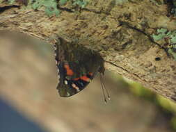 Image of Vanessa tameamea