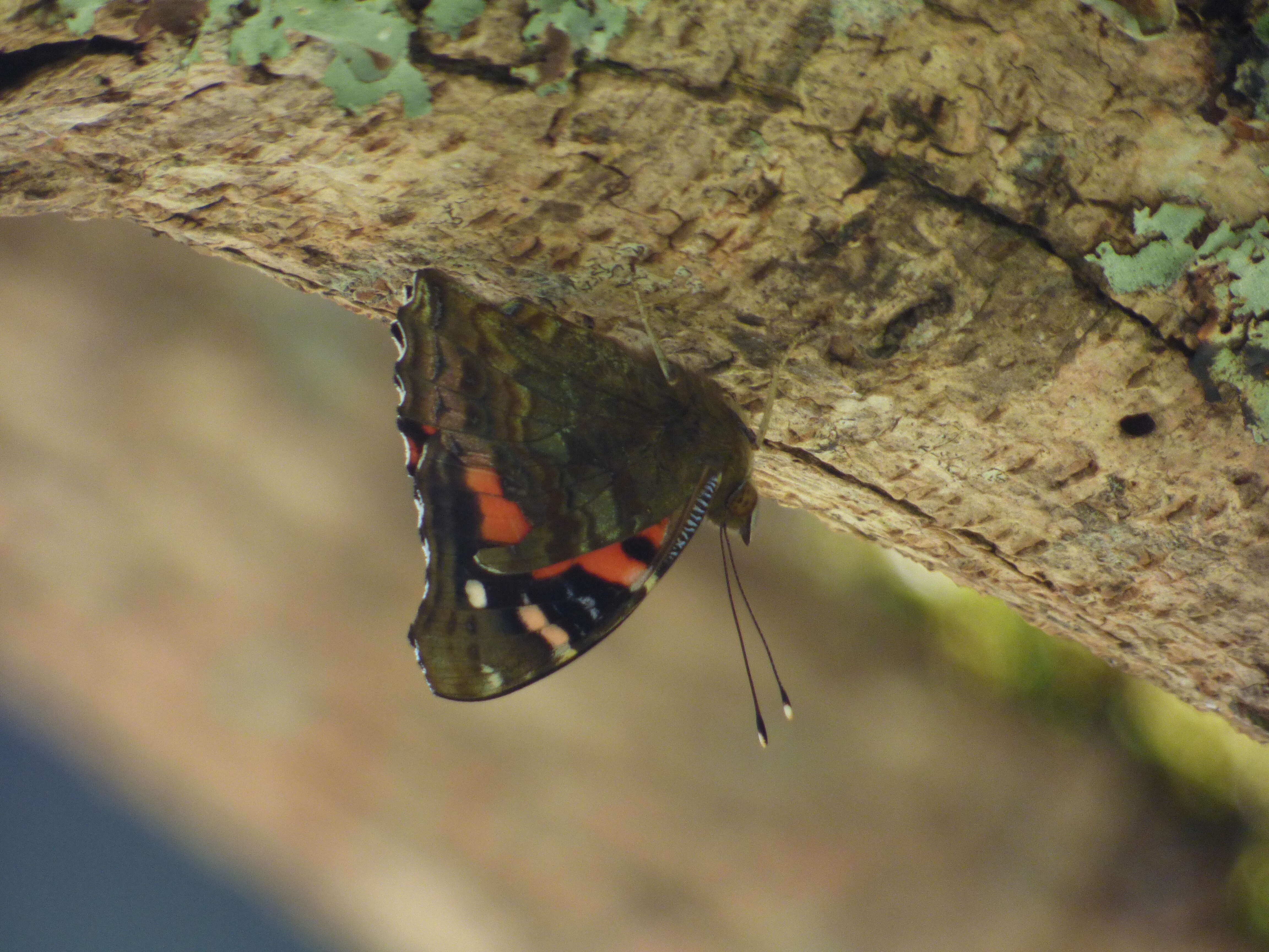 Image of Vanessa tameamea