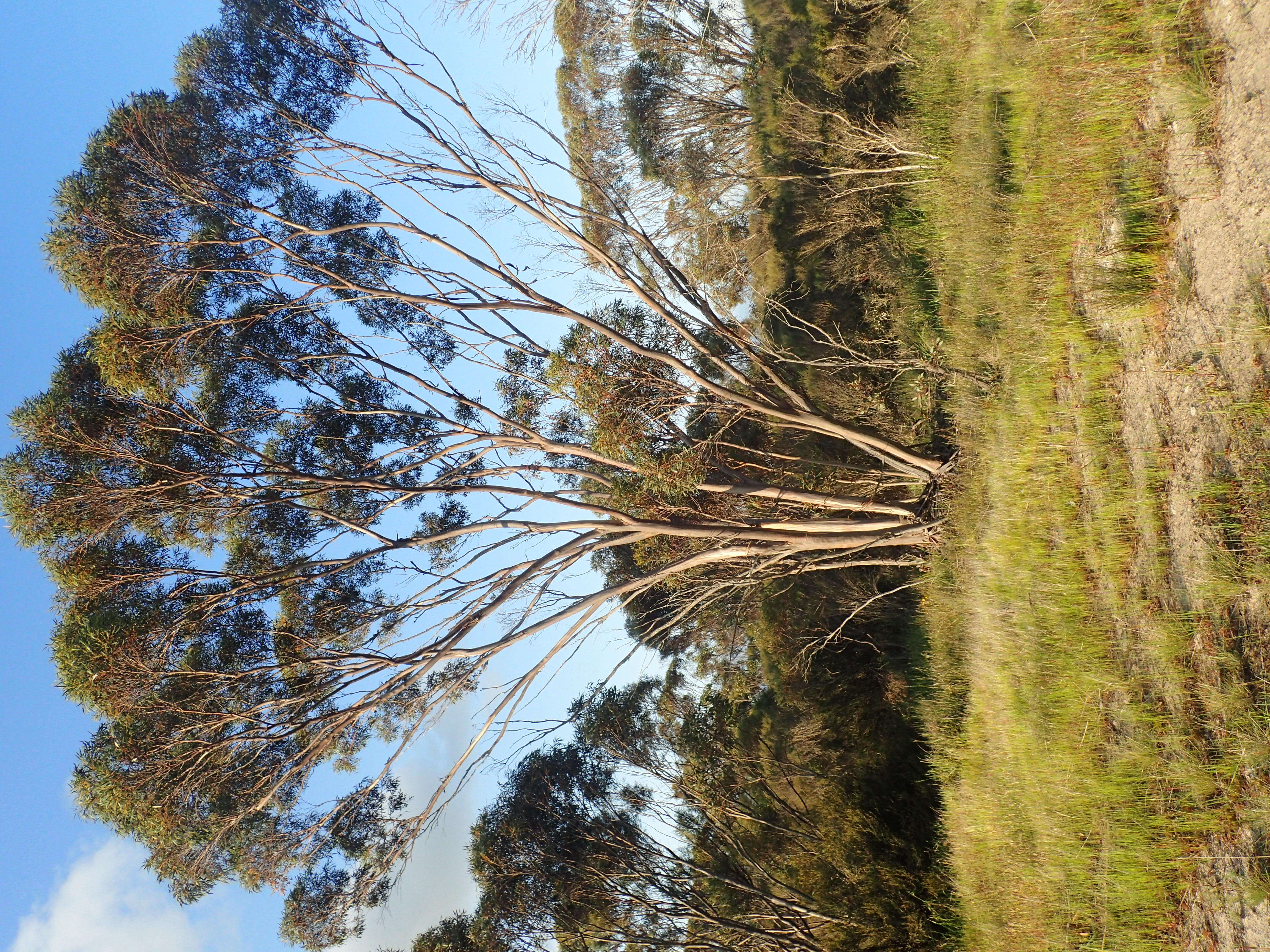 Image of Eucalyptus scyphocalyx (Benth.) Maiden & Blakely