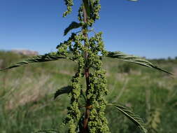 Image of California nettle