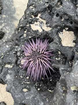 Image of Burrowing urchin