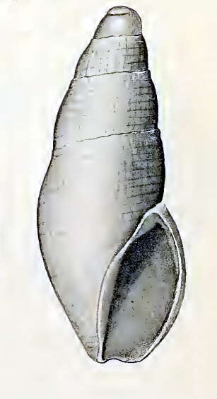 Image of Scrinium gatliffi (Verco 1909)