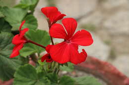 Image of Geranium