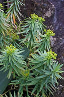 Image of Euphorbia piscatoria Aiton