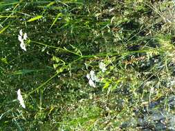 Image of Fine-leaved Water-dropwort