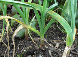 Image of Puccinia porri (Sowerby) G. Winter 1881