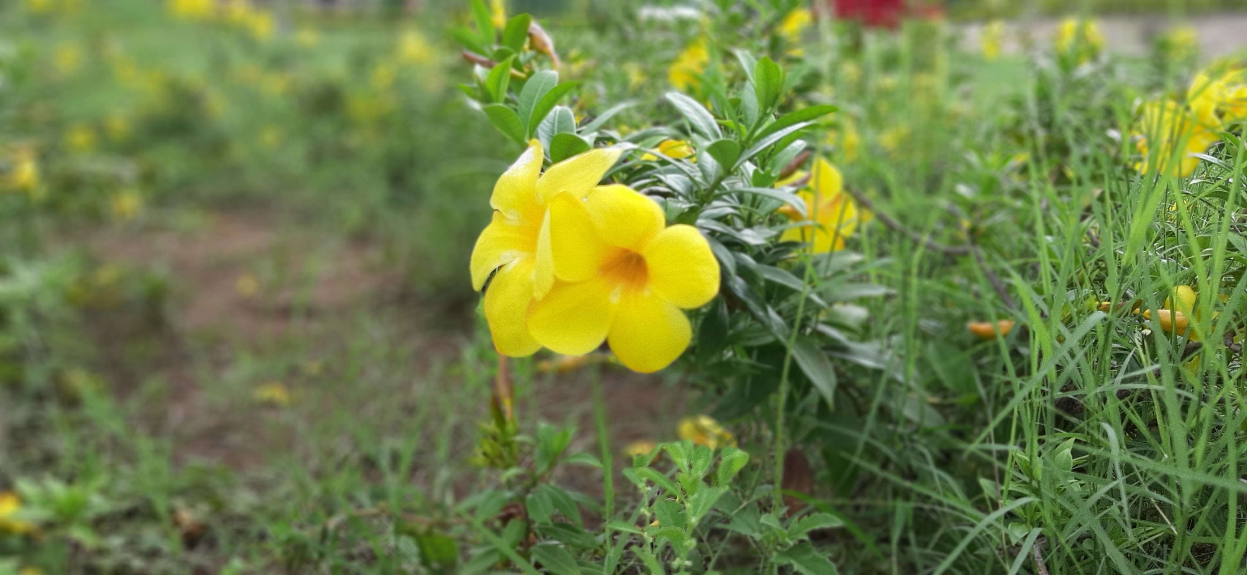 Image of Golden Trumpet or Buttercup Flower