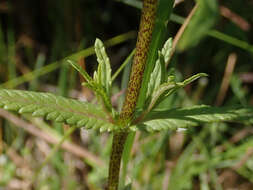 Image of late-flowering yellow rattle