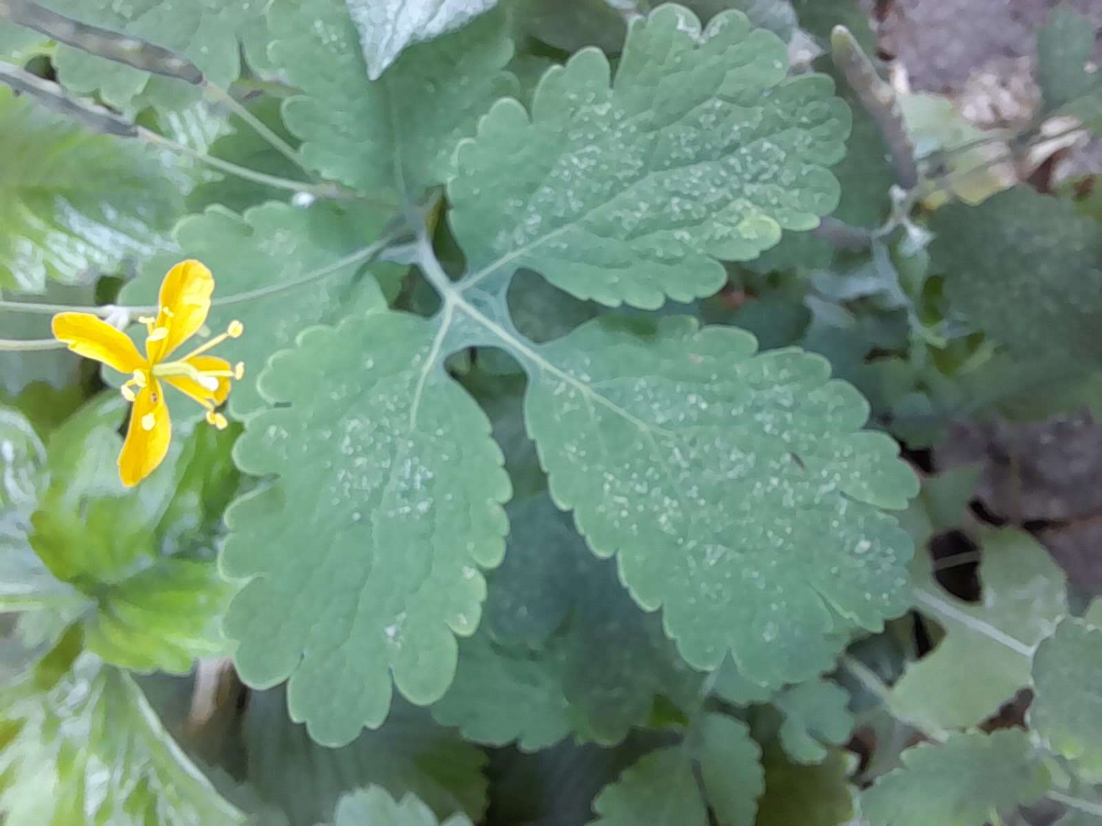 Image of celandine