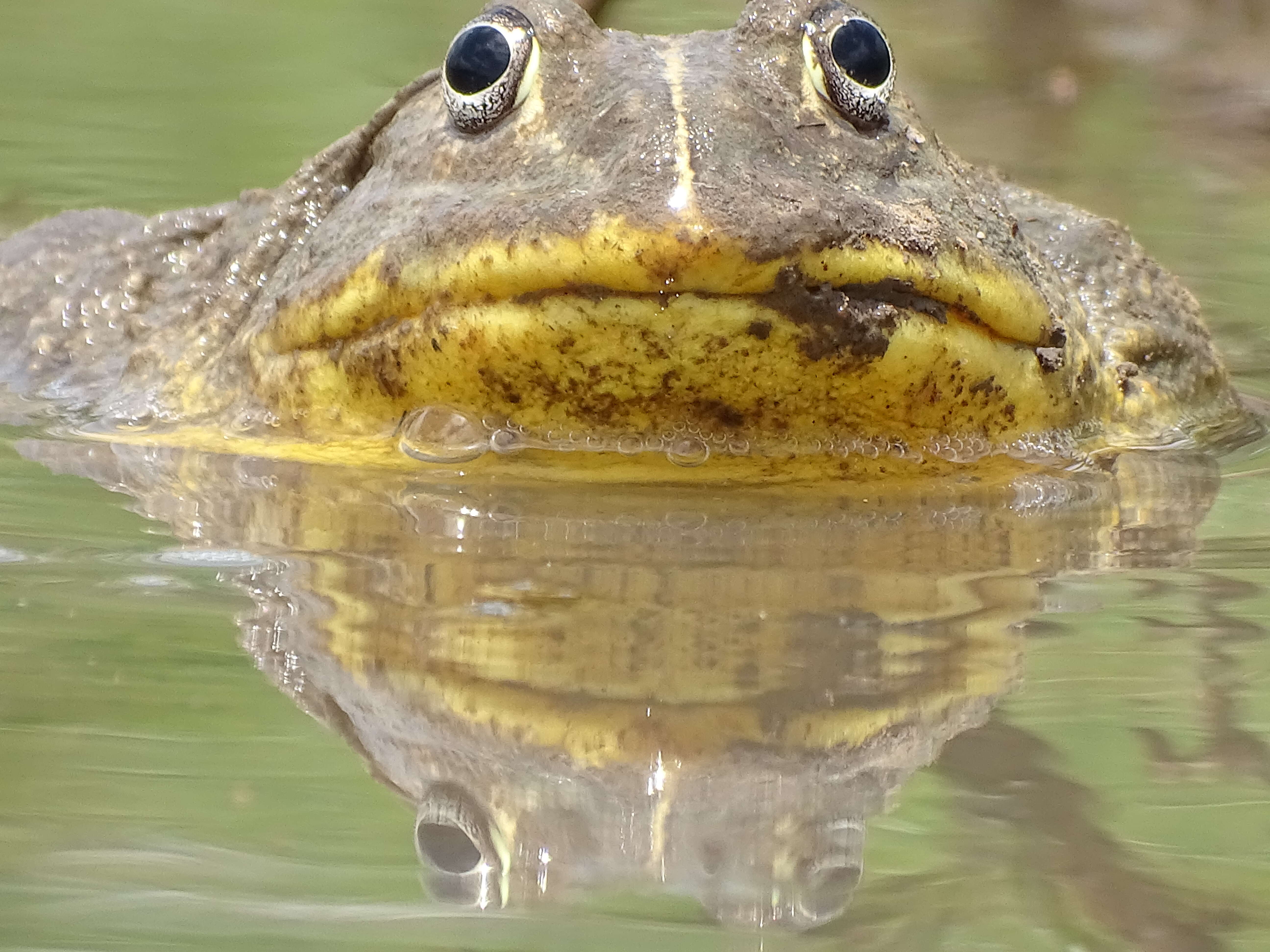 Image de Pyxicephalus edulis Peters 1854