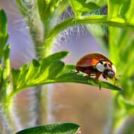 Image of annual ragweed