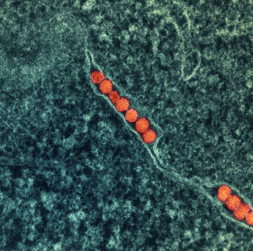 Batı Nil virüsü resmi