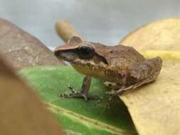 Image of Paulo's Robber Frog