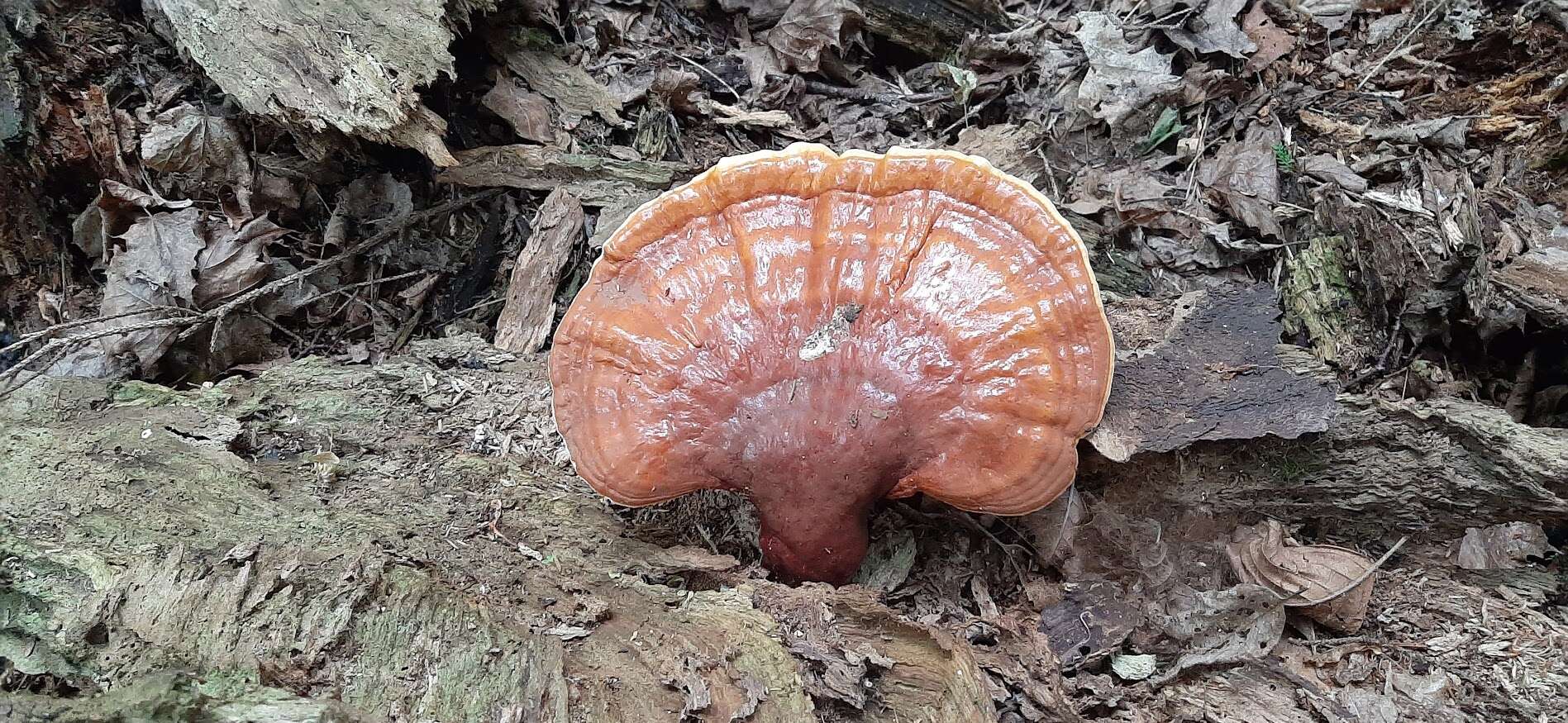 Image of lingzhi mushroom