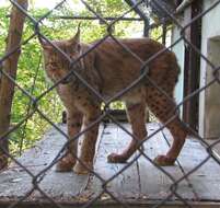 Image of Lynx lynx lynx (Linnaeus 1758)