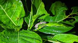 Image of Lanyu Scaly-toed Gecko
