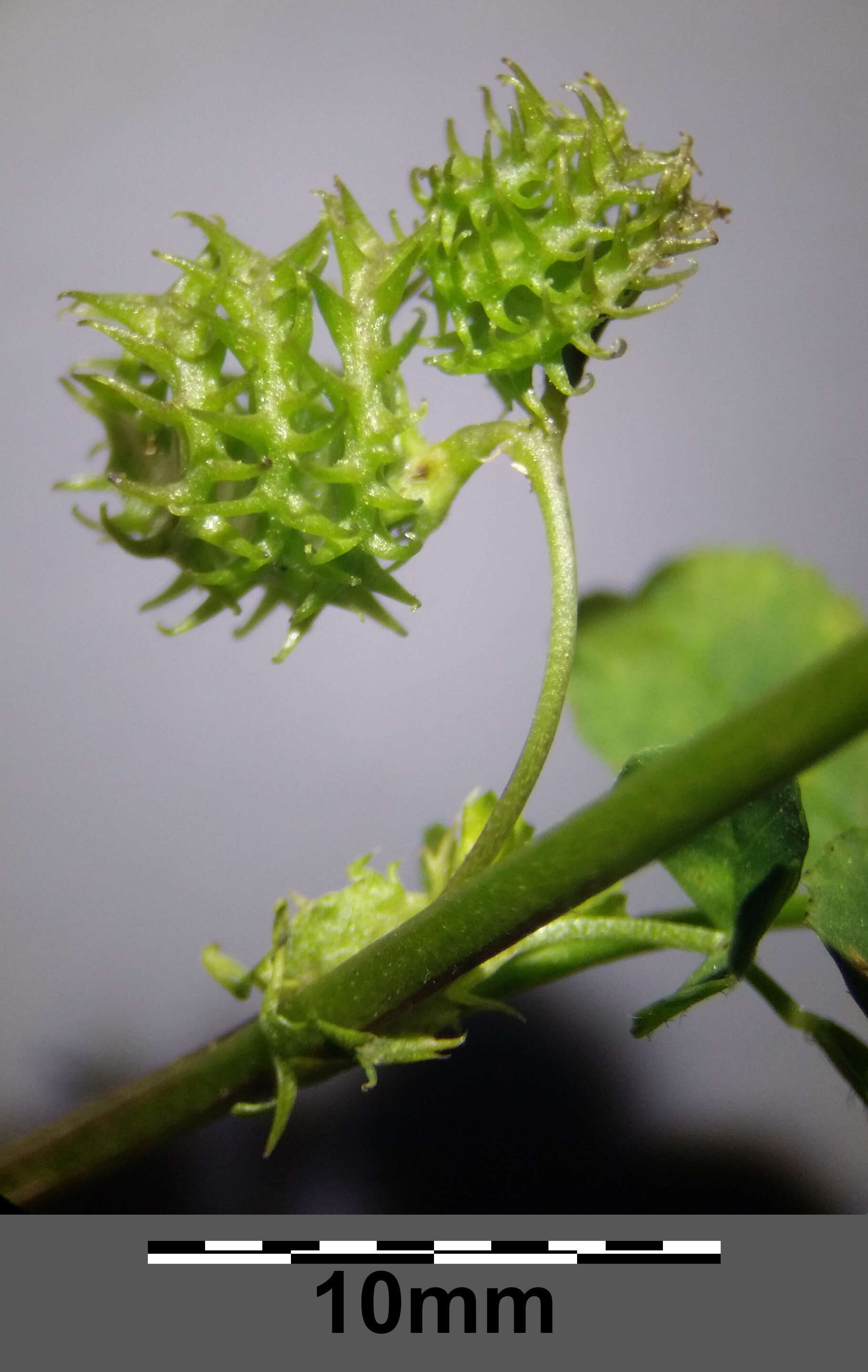 Слика од Medicago truncatula Gaertn.