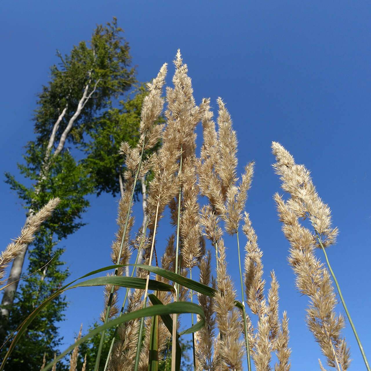 Imagem de Calamagrostis epigejos (L.) Roth