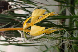 Image of Epidendrum parkinsonianum Hook.