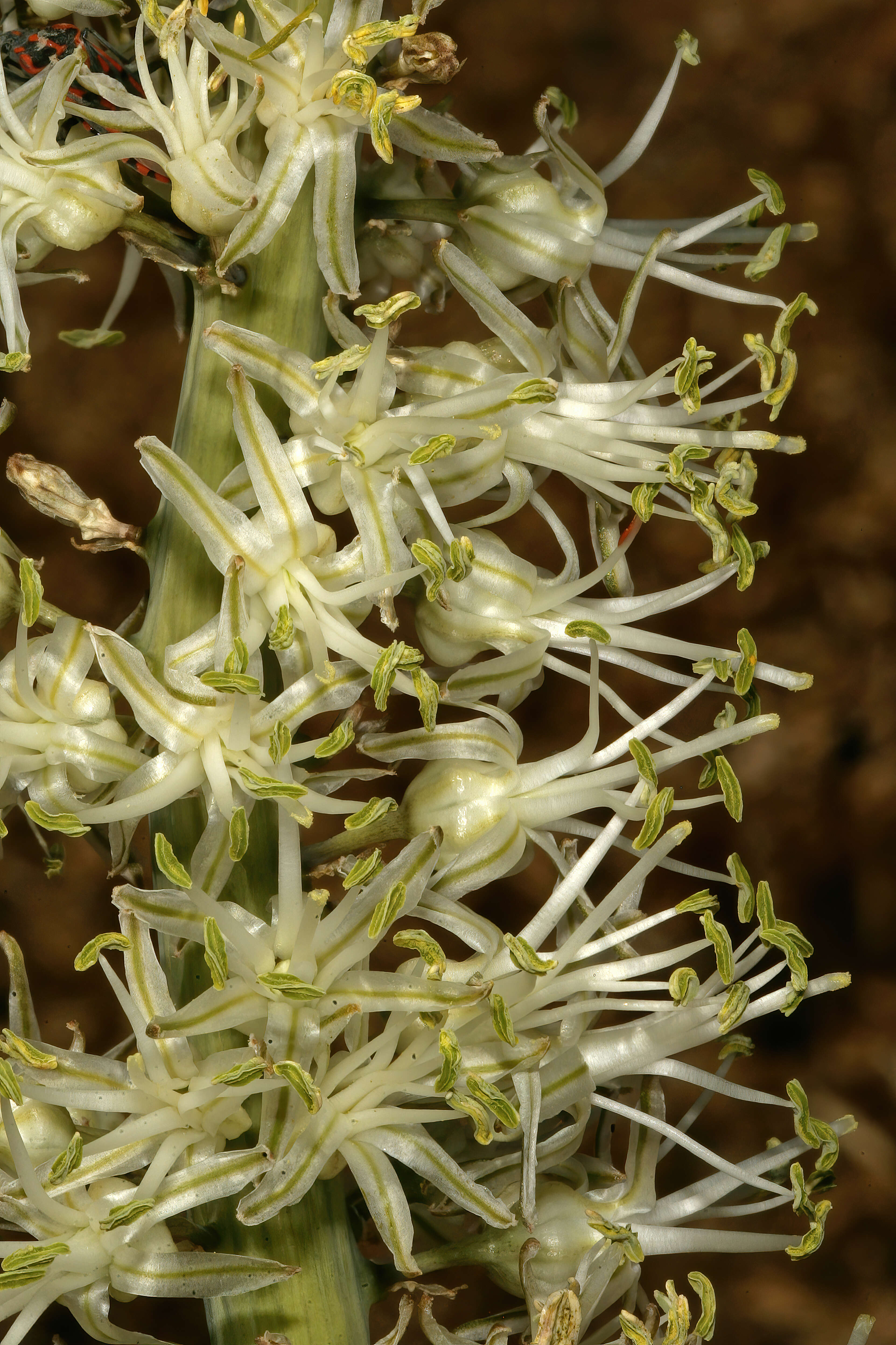 Image of Drimia capensis (Burm. fil.) Wijnands