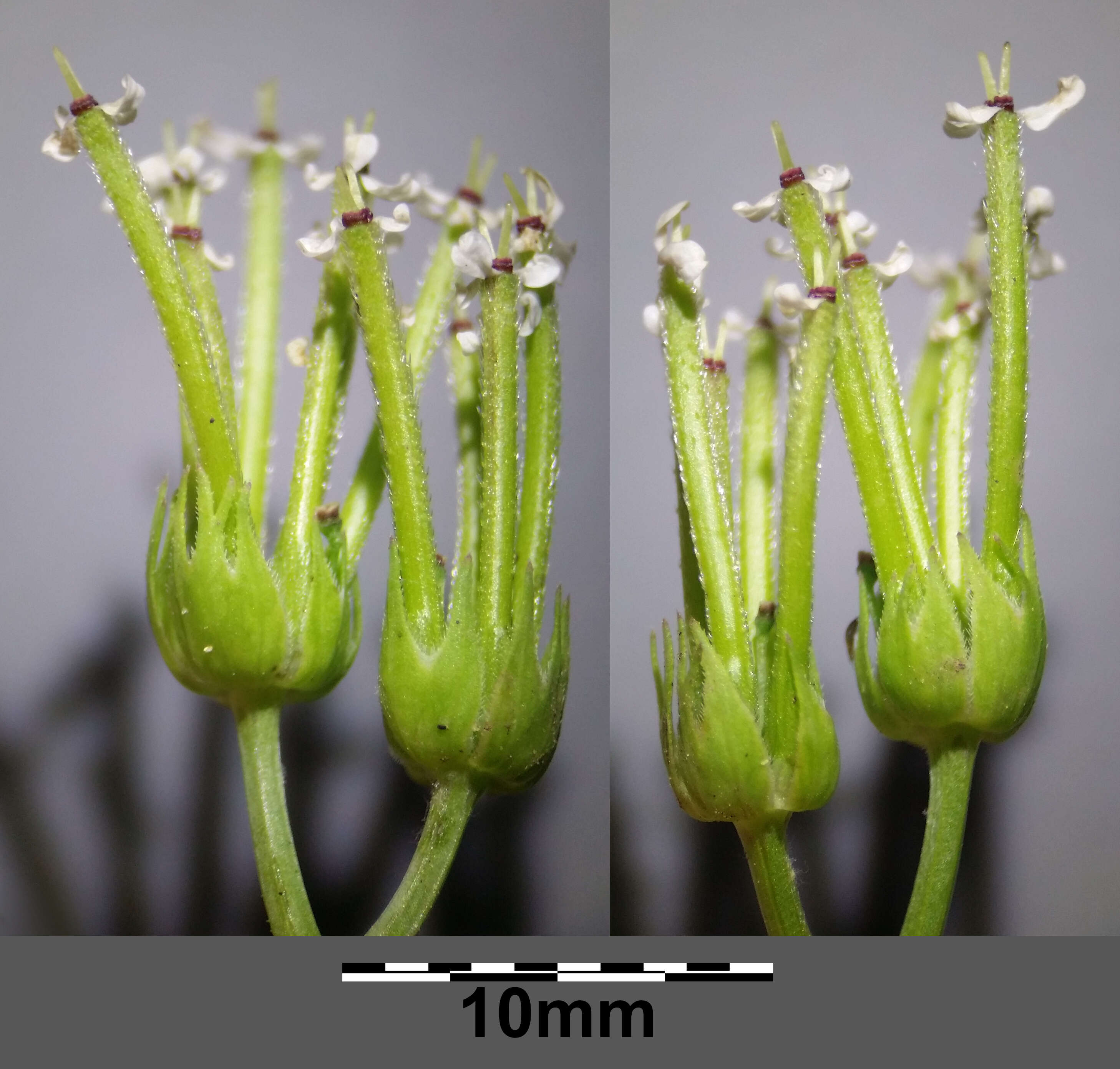 Imagem de Scandix pecten-veneris L.