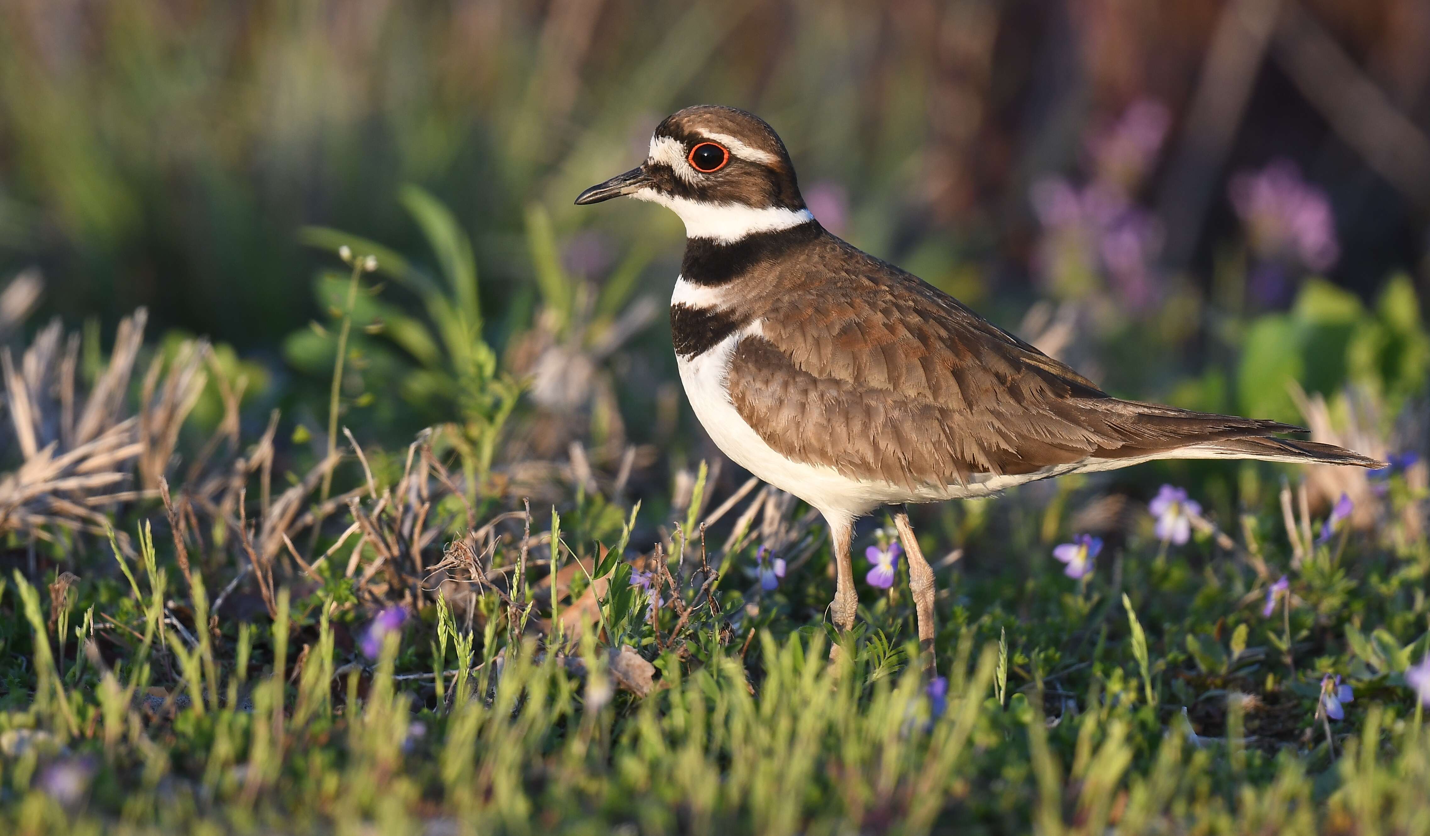 Image of Killdeer