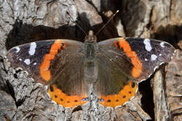 Image of Red Admiral