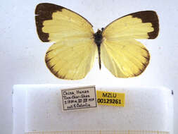 Image de Eurema hecabe (Linnaeus 1758)