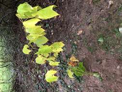 Image of Striped Maple