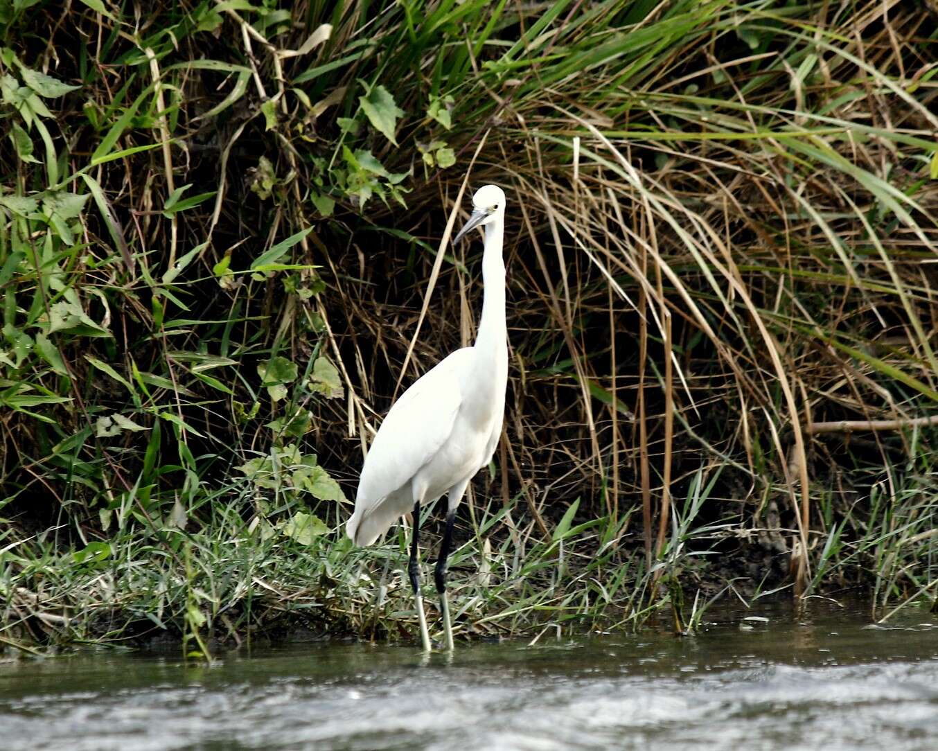 Image of Little Egret