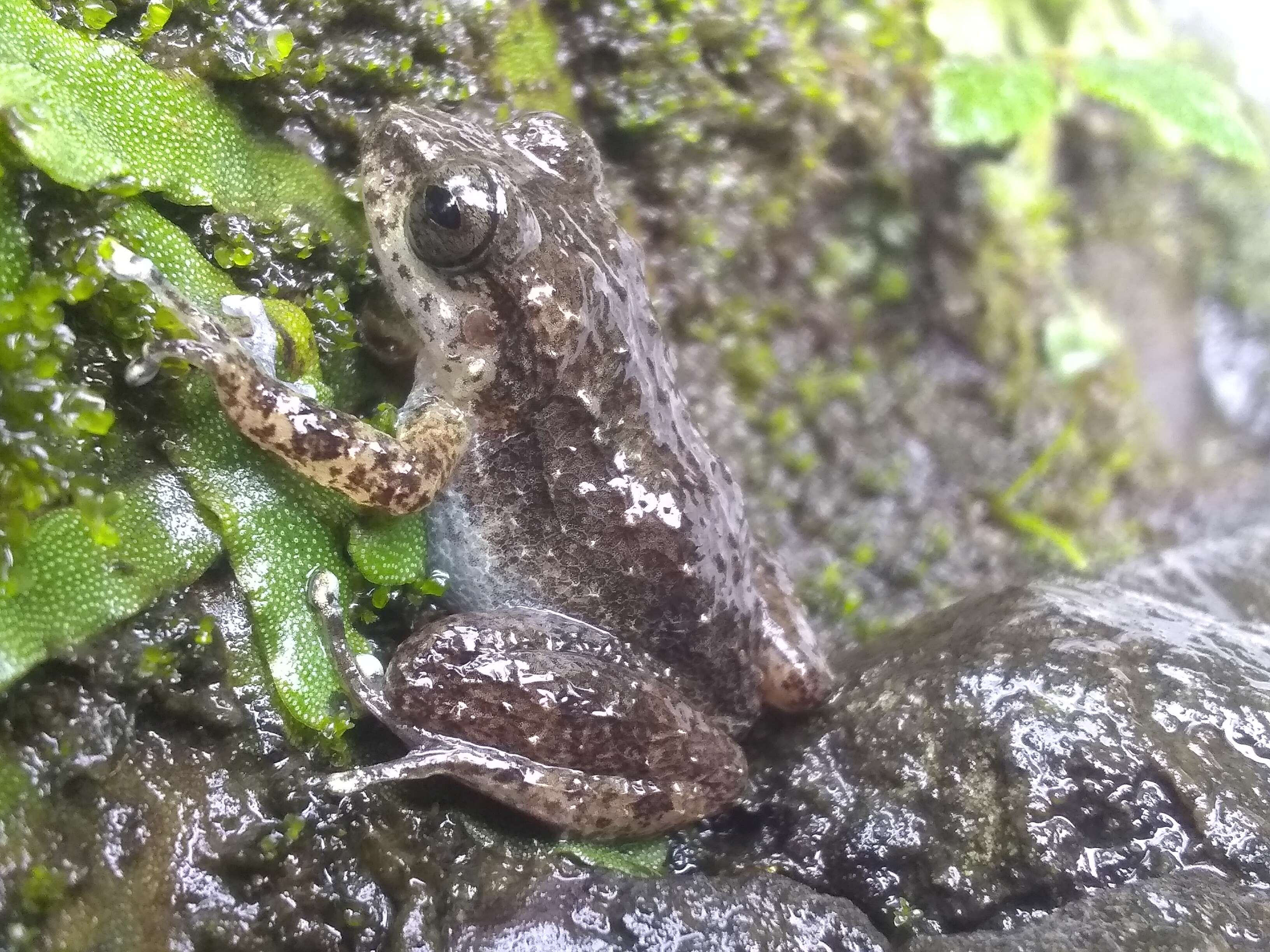 Sivun Eleutherodactylus semipalmatus Shreve 1936 kuva