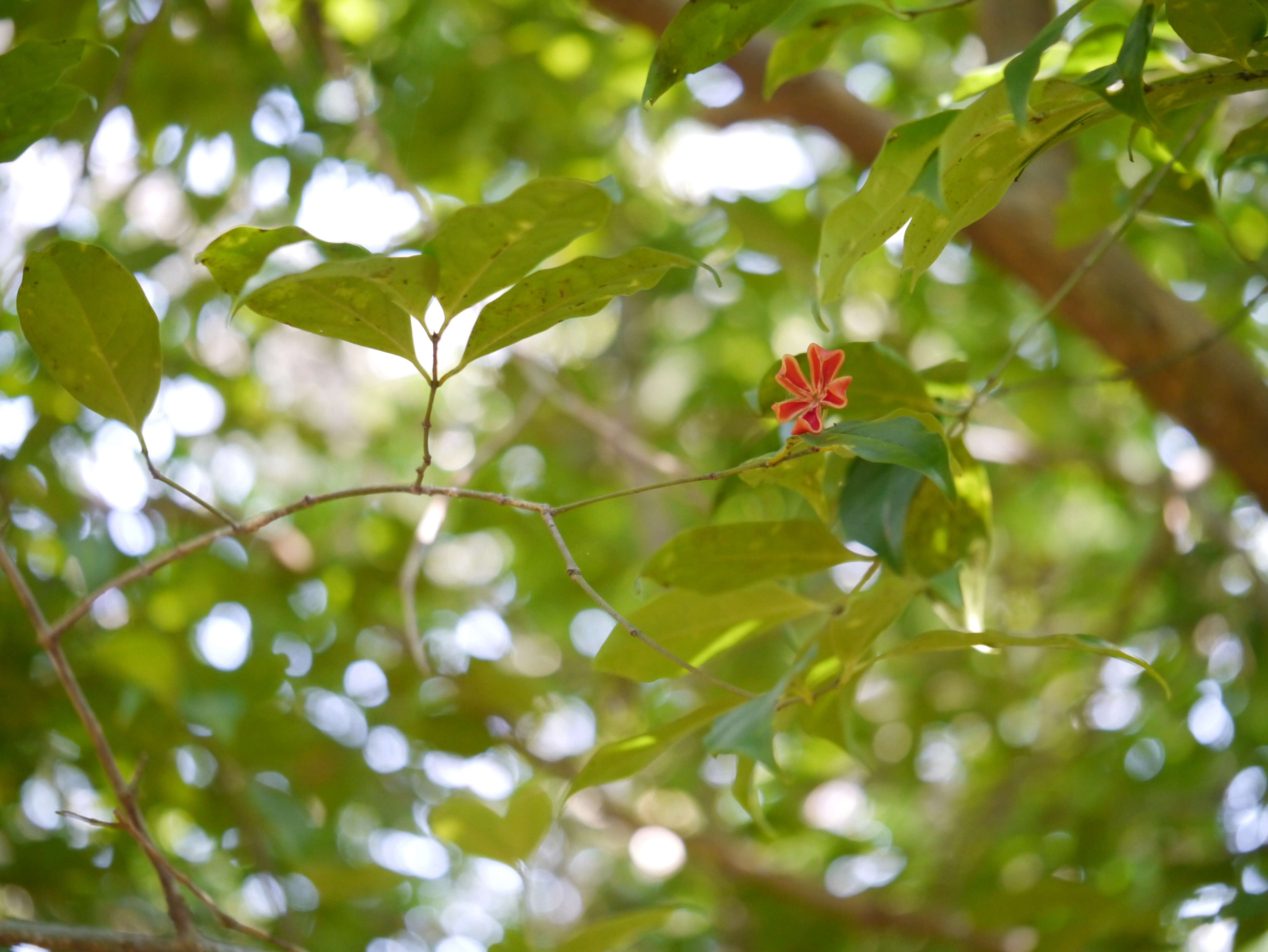 Sivun Euonymus indicus Heyne ex Roxb. kuva