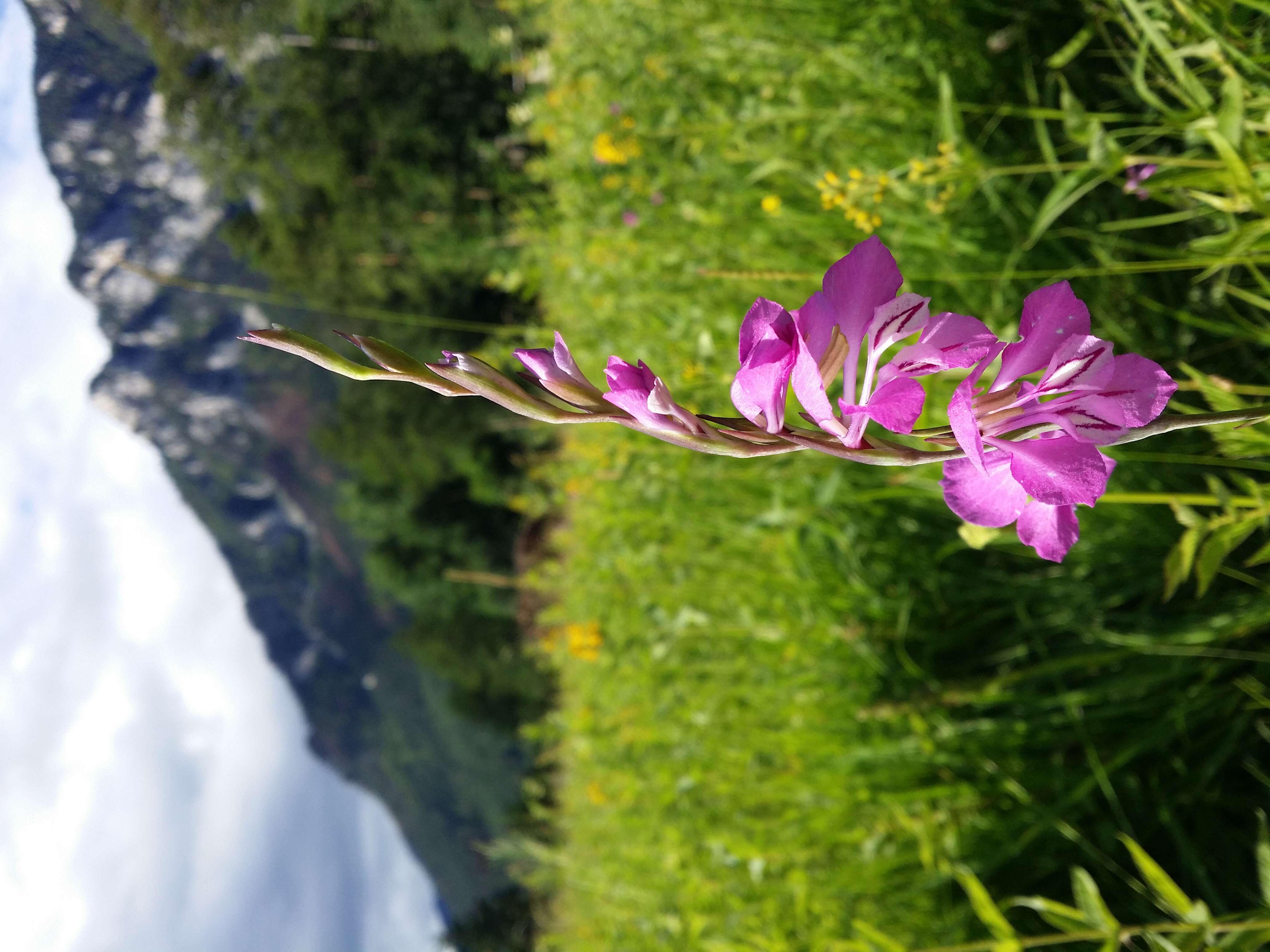 Image of Turkish Marsh Gladiolus