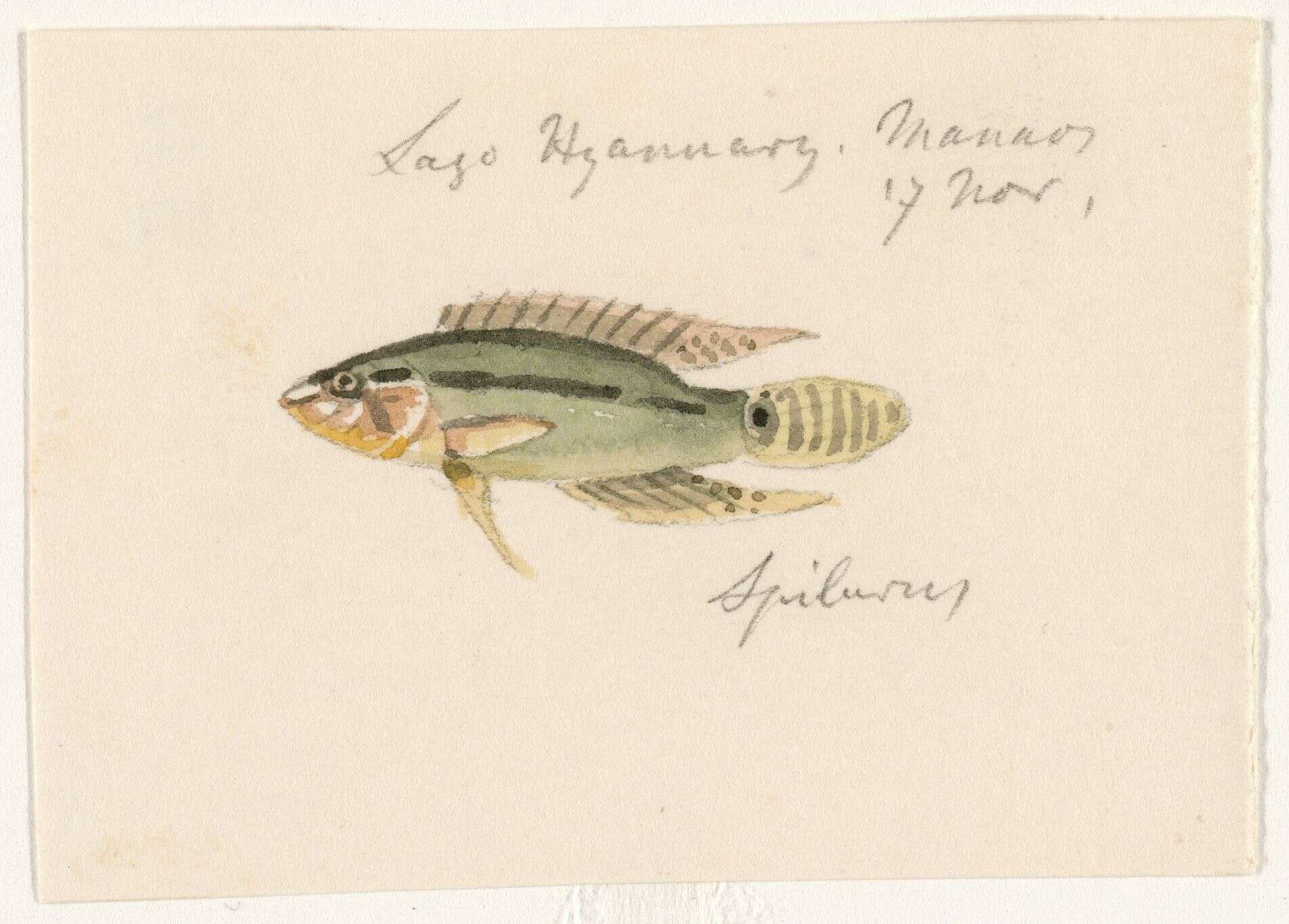 Image of Apistogramma