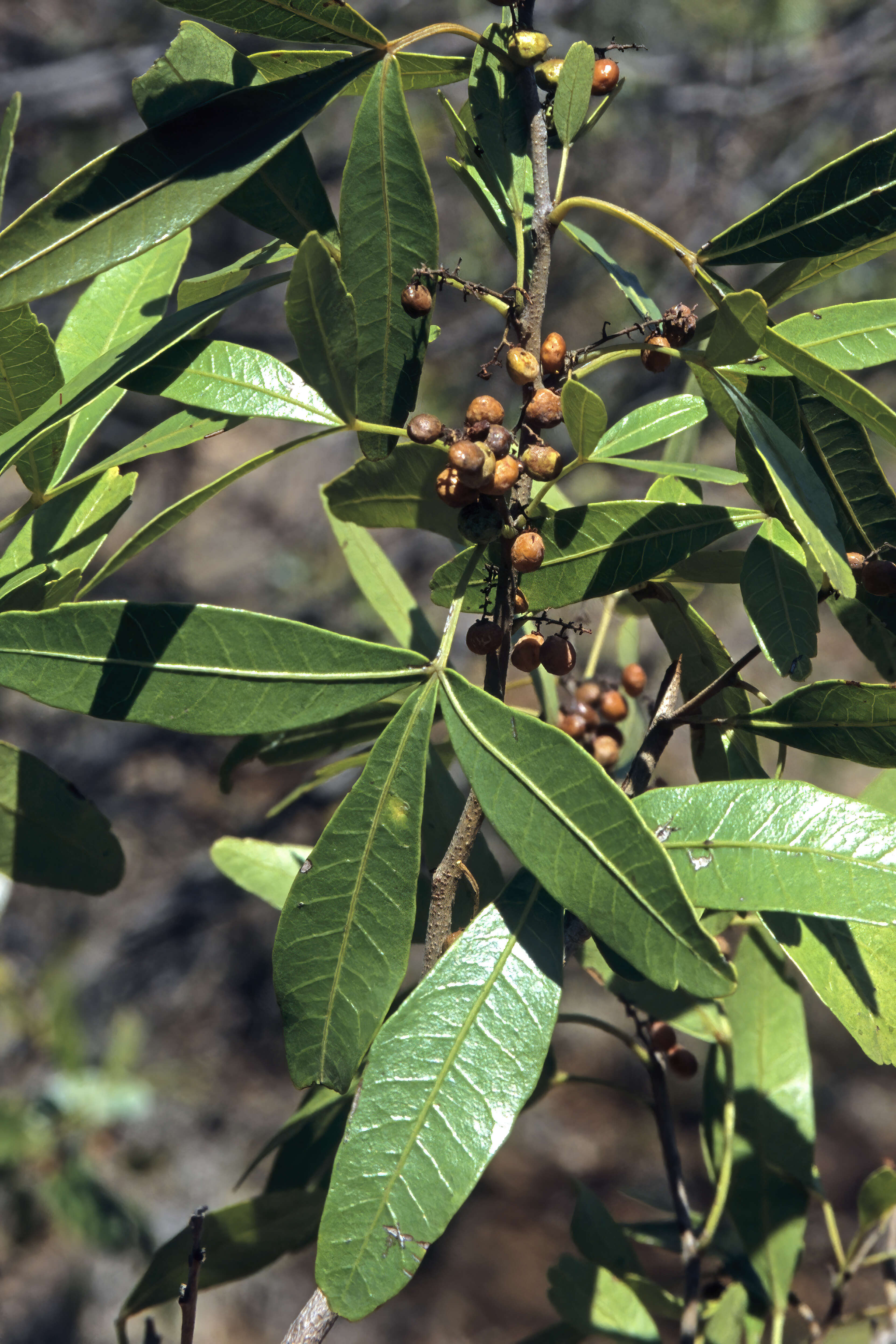 Image de Searsia sekhukhuniensis (Moffett) Moffett