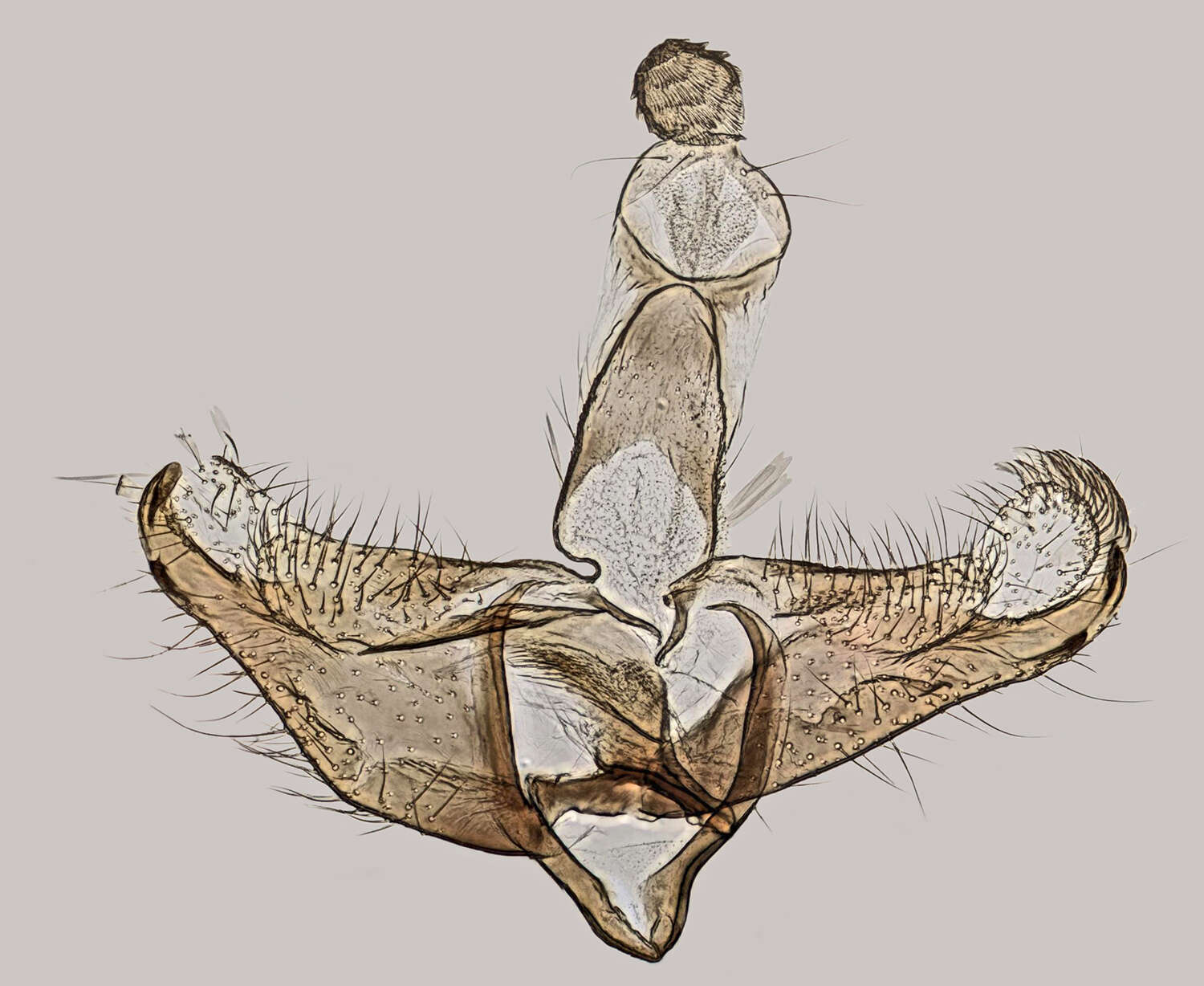 Image of Coleophora milvipennis Zeller 1839