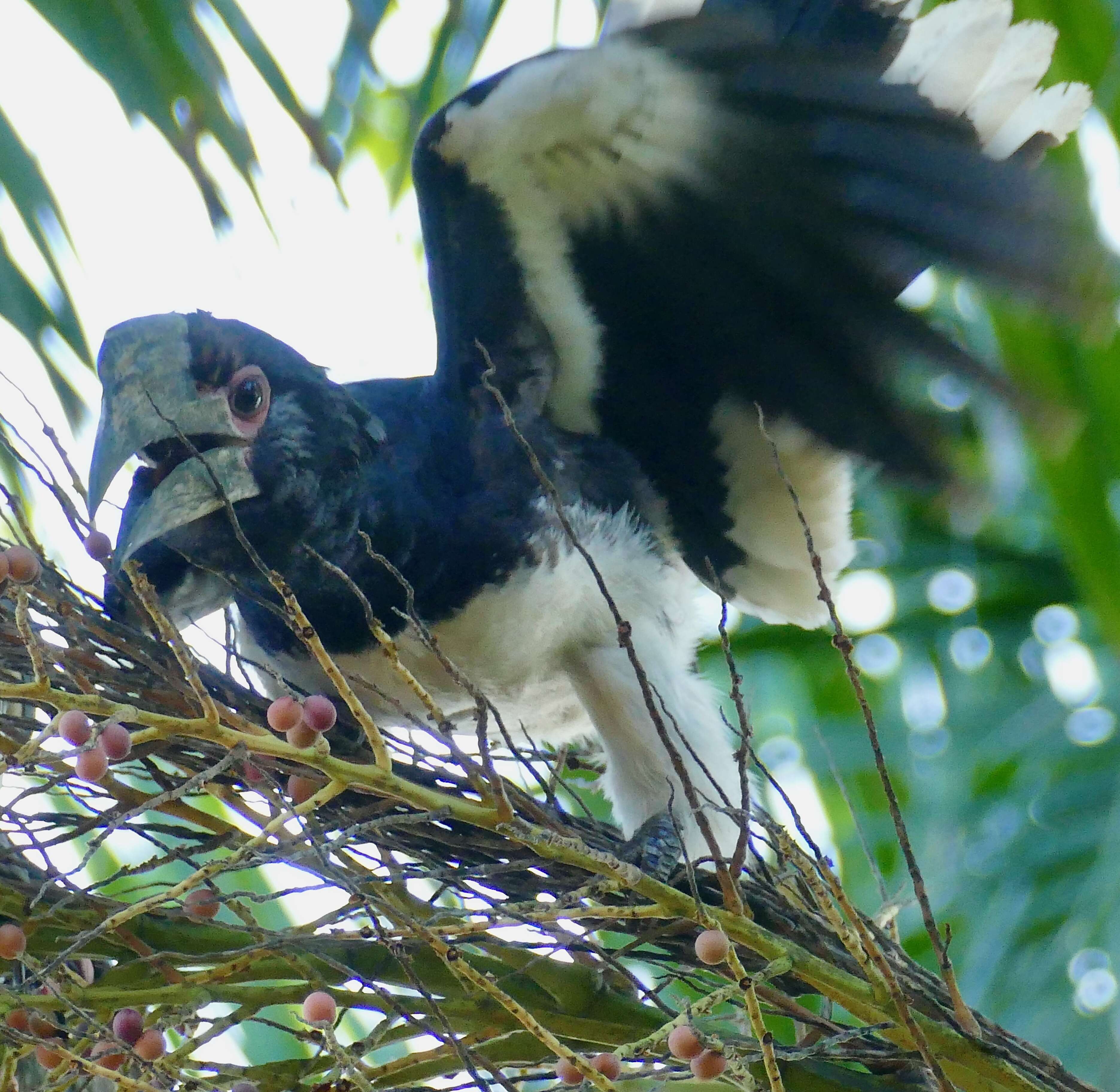 Image of Trumpeter Hornbill