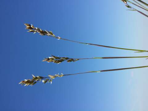 Image de Poa badensis Haenke ex Willd.