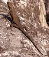 Image of Chimanimani Flat Lizard