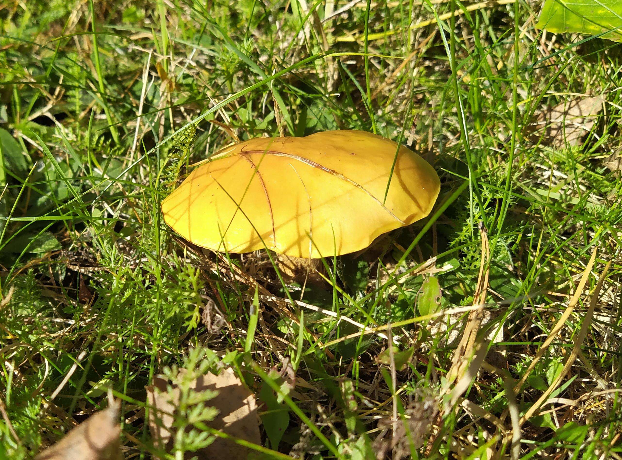 Image of Suillus grevillei (Klotzsch) Singer 1945