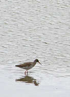 Image of Common Redshank