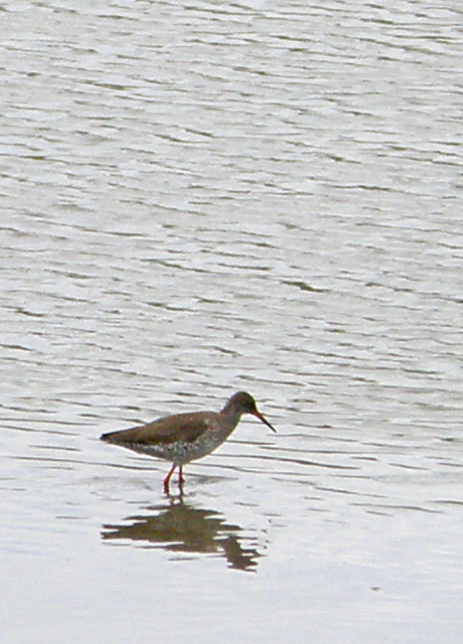 Image of Common Redshank