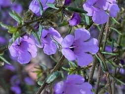 Image of Prostanthera howelliae Blakely