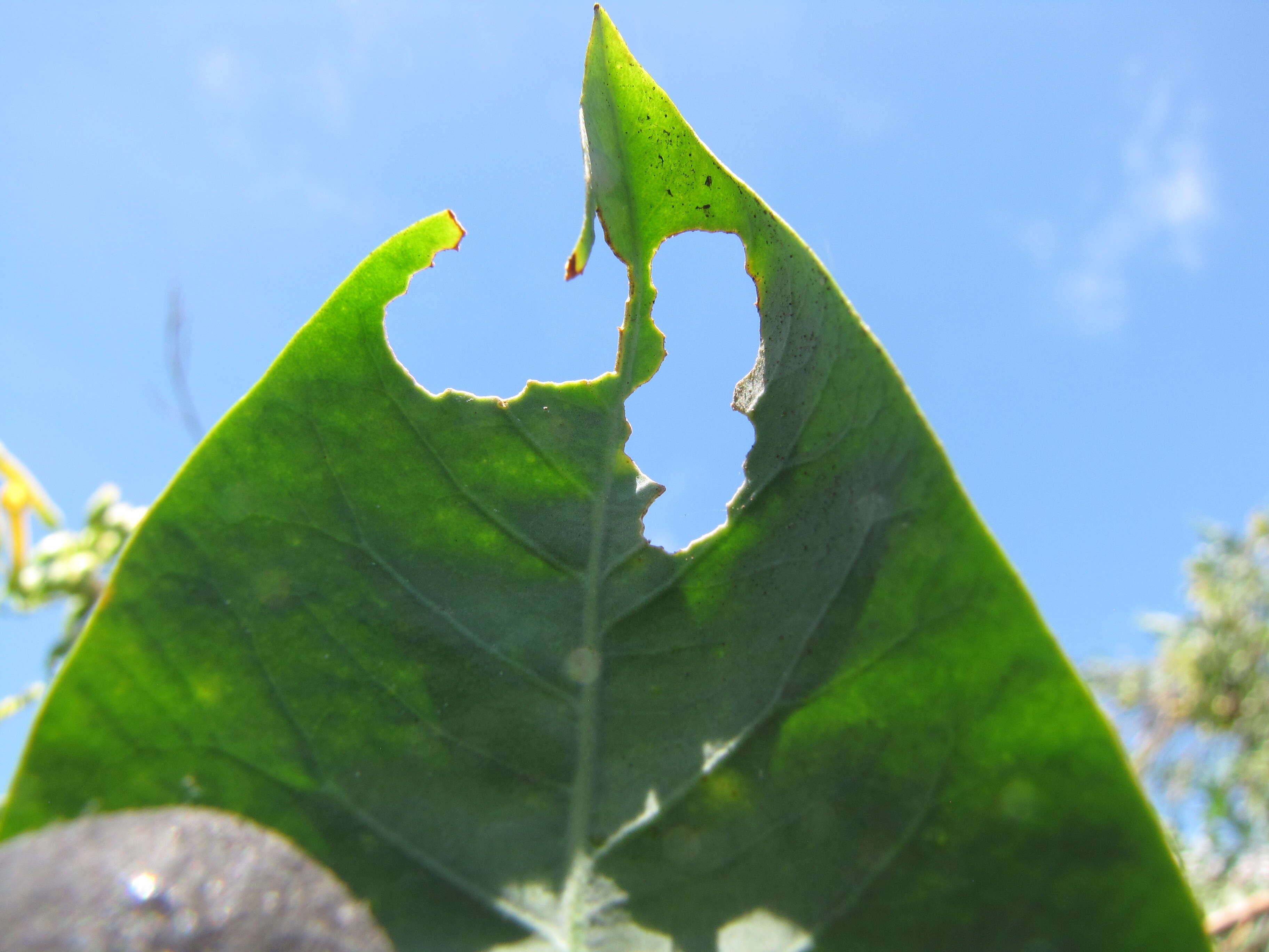 Image of tree tobacco